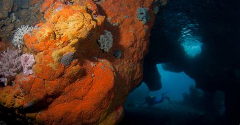  El Acuario de Tenerife: Explorando las Maravillas Submarinas de la Isla!